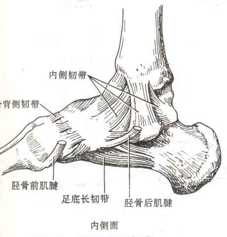 踝部急性韧带损伤的检查方法和发病机制